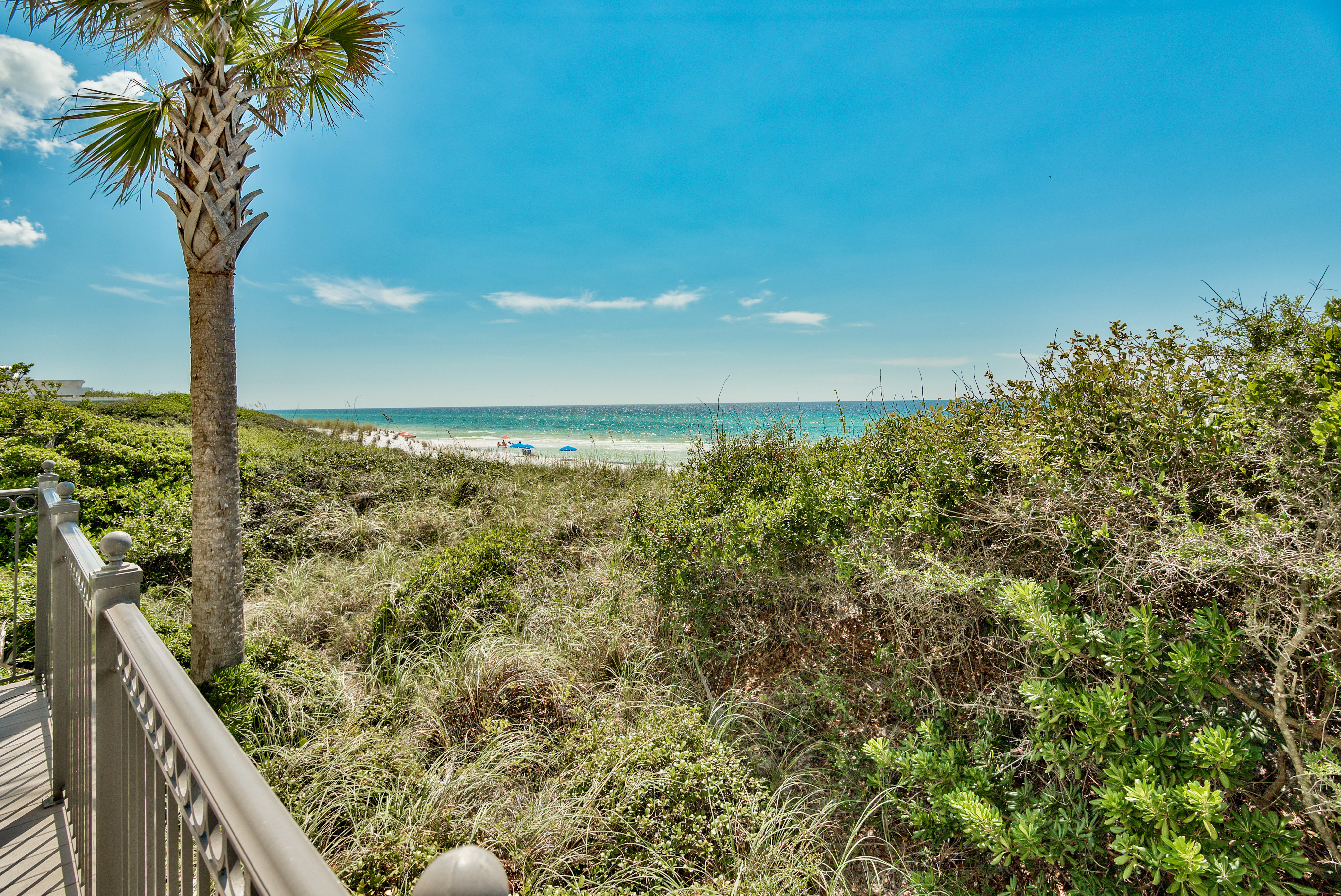 A view of native beach vegetation looking toward the gulf